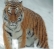 Картинки по запросу тигр   картинка